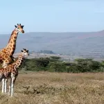 Concorso Carpisa vinci un viaggio in Kenya